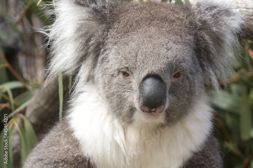 Koala sits in the Eucalyptus  Australia