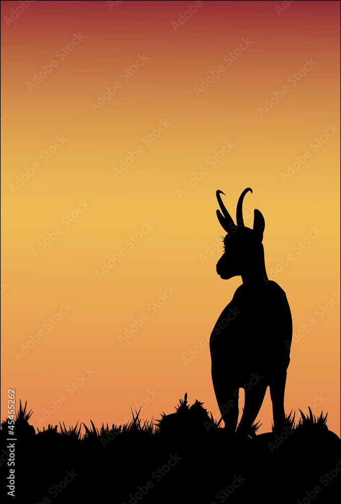 Fotografie Silhouette chamois au crépuscule
