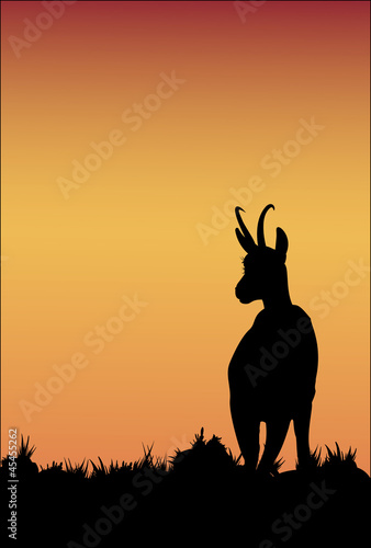Silhouette chamois au crépuscule