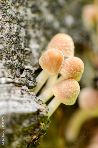 Little mushrooms on dead tree.