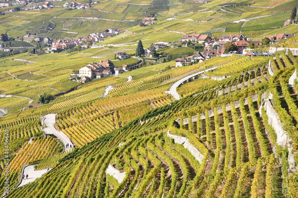 Vineyards in Lavaux region at Geneva lake, Switzerland