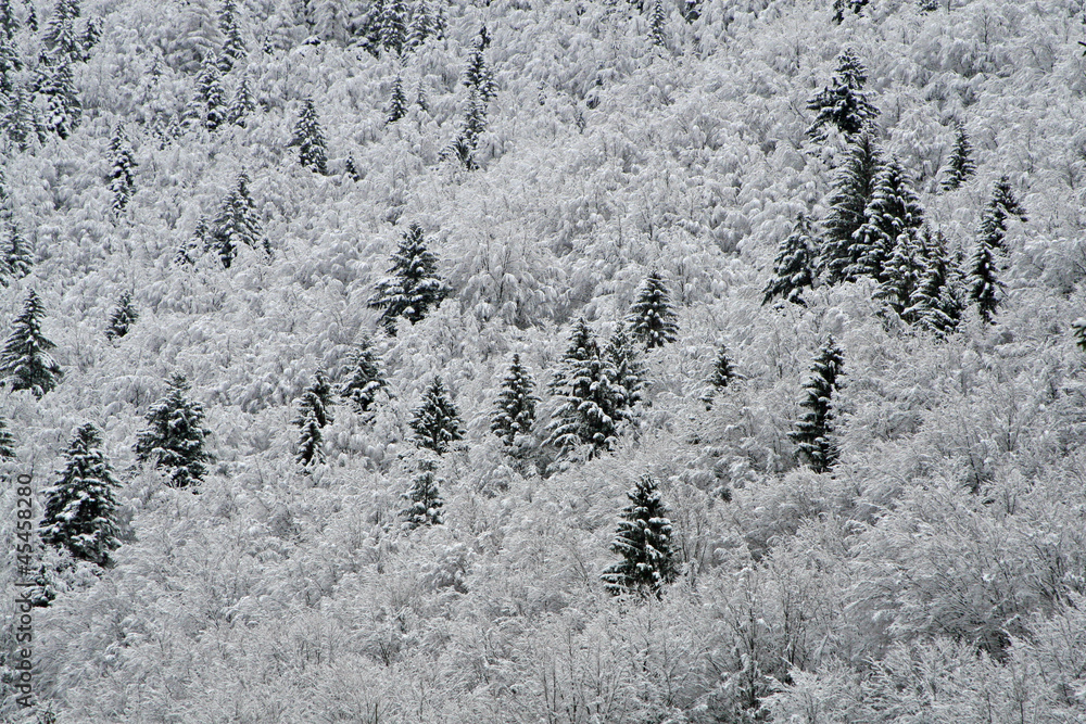 firs and pines covered with white snow in the mountains in winte firs and pines covered with white snow in the mountains in winte