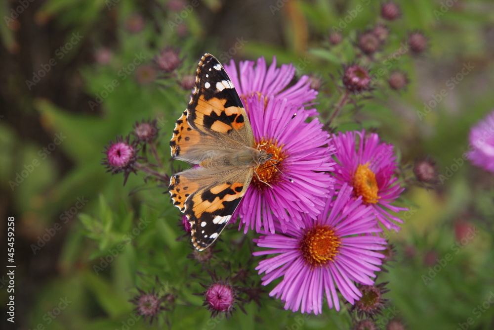 Distelfalter auf lila Blüte Distelfalter auf lila Blüte