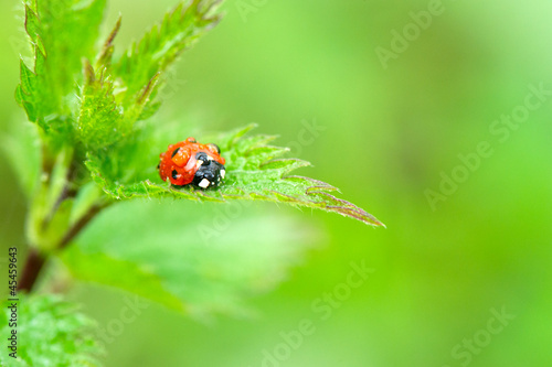 Wet ladybird on nettle