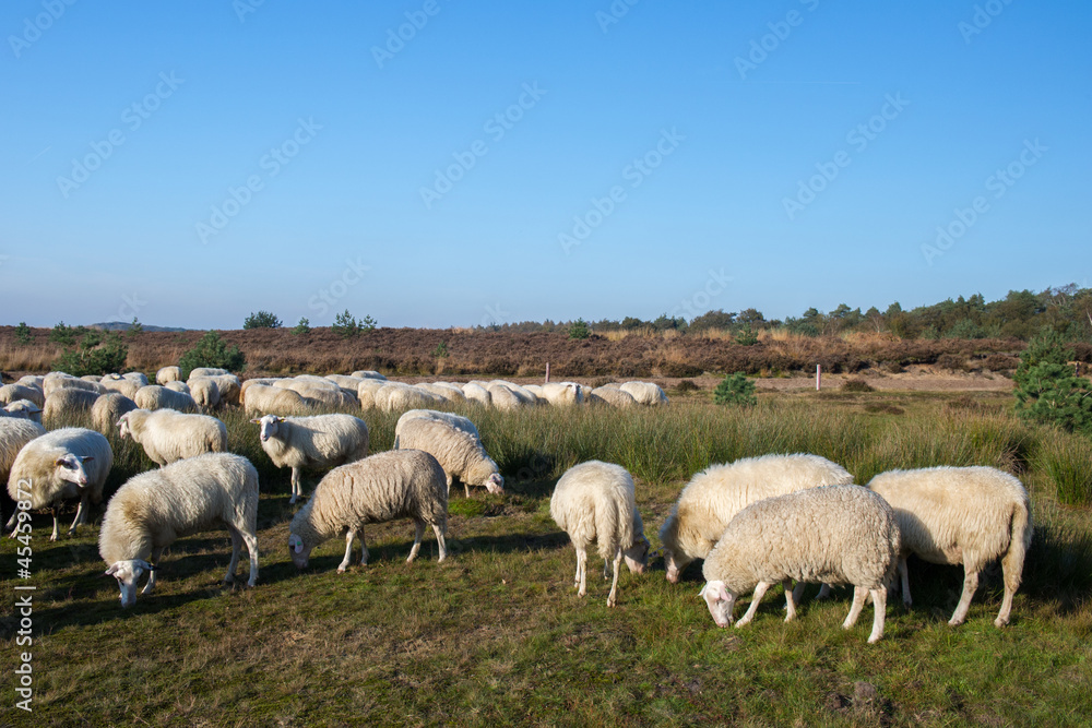 Sheep in Holland