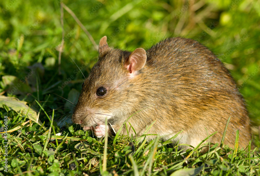 Brown rat Brown rat