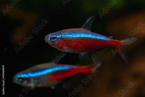 Cardinal tetra fish