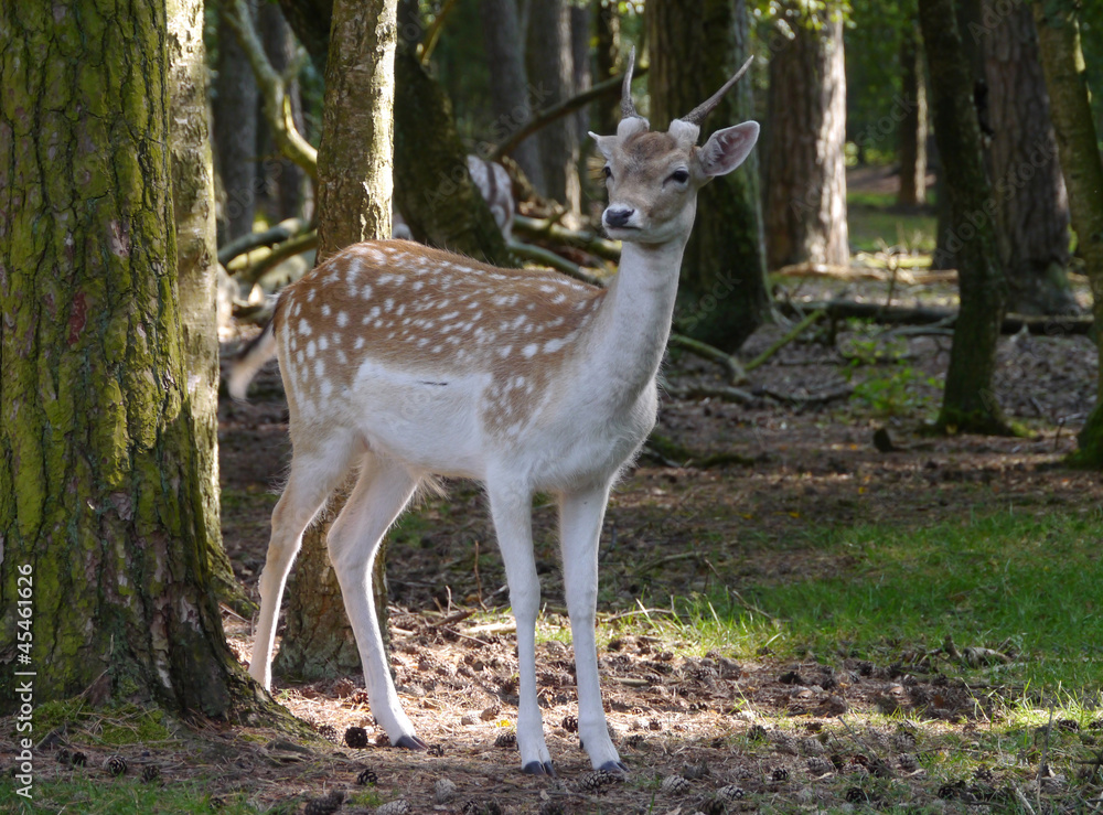 Damwild Damwild