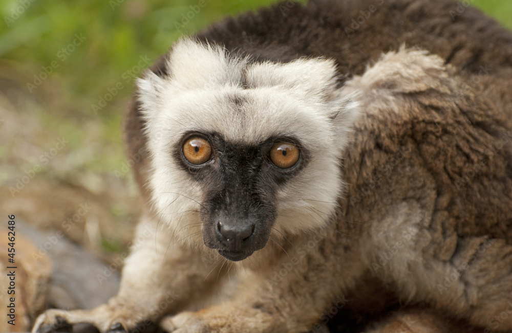 Fototapeta premium Brown lemur