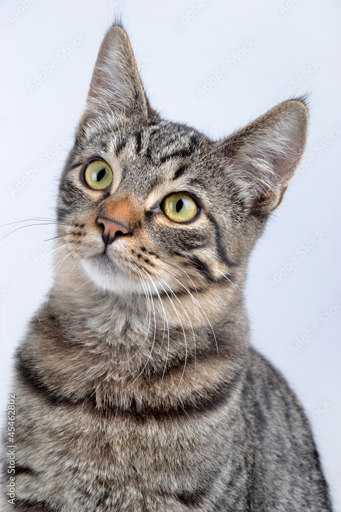 Portrait de jeune chat tigé expressif et attentif