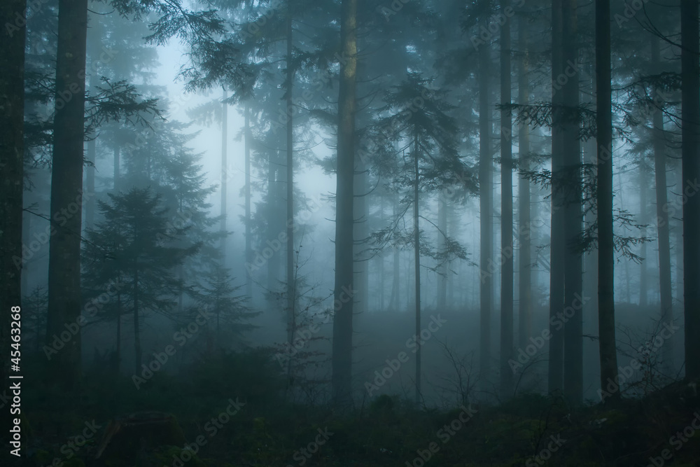 Fototapeta Magiczny poranek świerkowy las