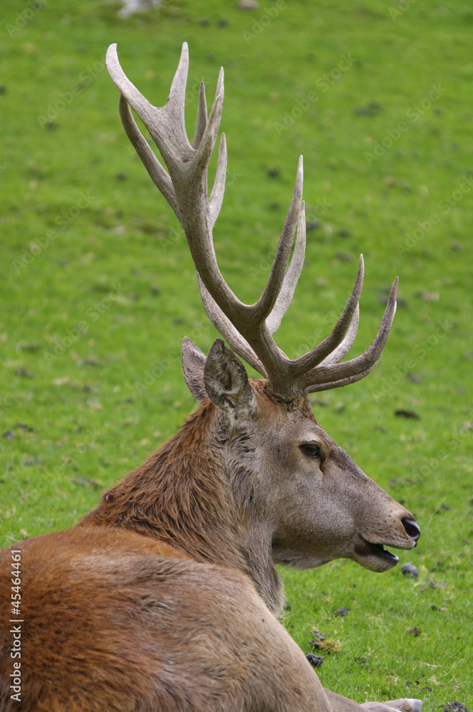 Hirschbrunft Hirschbrunft