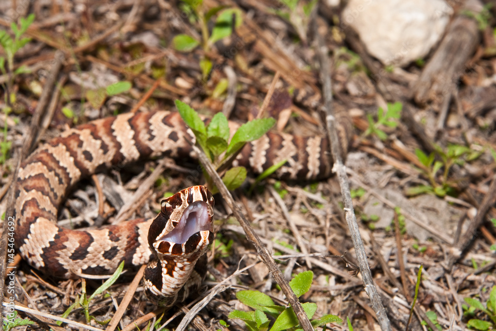 Cottonmouth (Agkistrodon piscivorus) Cottonmouth (Agkistrodon piscivorus)