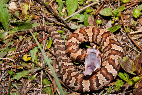 Cottonmouth Snake (Agkistrodon piscivorus)