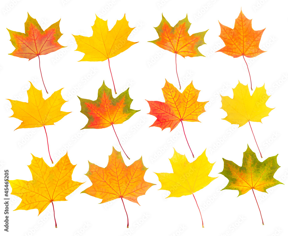 collection of autumn maple leaves collection of autumn maple leaves