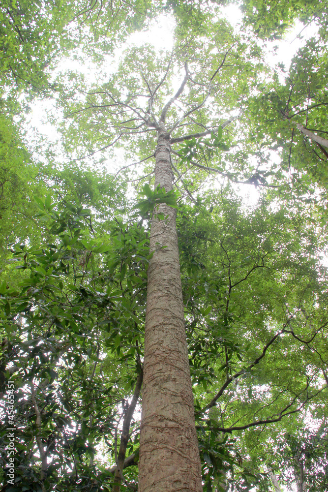 Fototapeta premium Yang tree - Dipterocarpus alatus Roxb. ex G.Don
