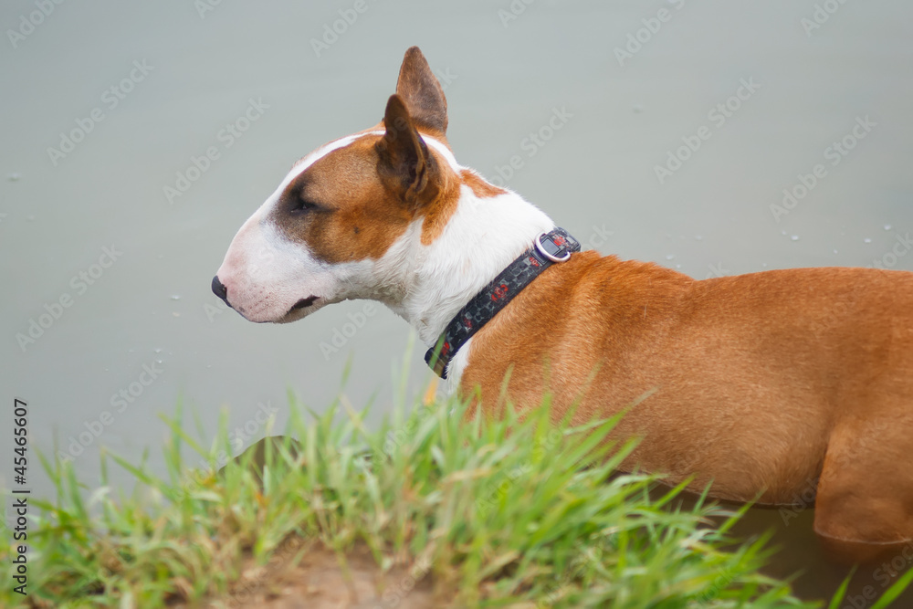 A cute male bull terrier standing by the water A cute male bull terrier standing by the water