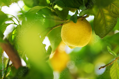 Lemon close up photo