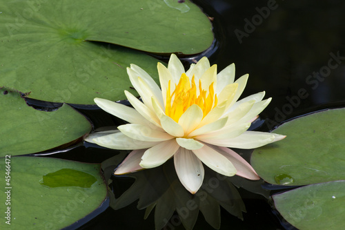 Fototapeta Naklejka Na Ścianę i Meble -  Siam Lotus