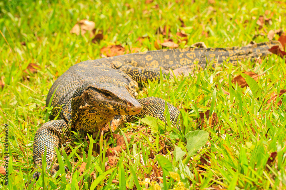 water monitor water monitor