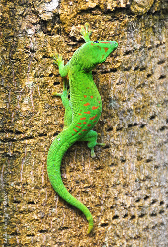 Madagascar day gecko ..