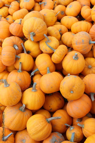 Adorable pumpkins called  'wee little ones'