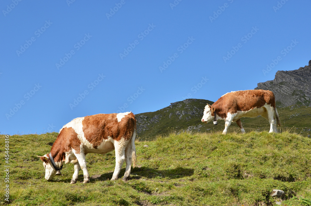 Cows in an Alpine meadow. Jungfrau region, Switzerland Cows in an Alpine meadow. Jungfrau region, Switzerland