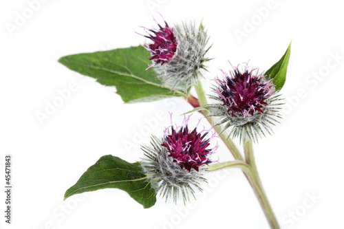 Canvas Print burdock flowers on a white background