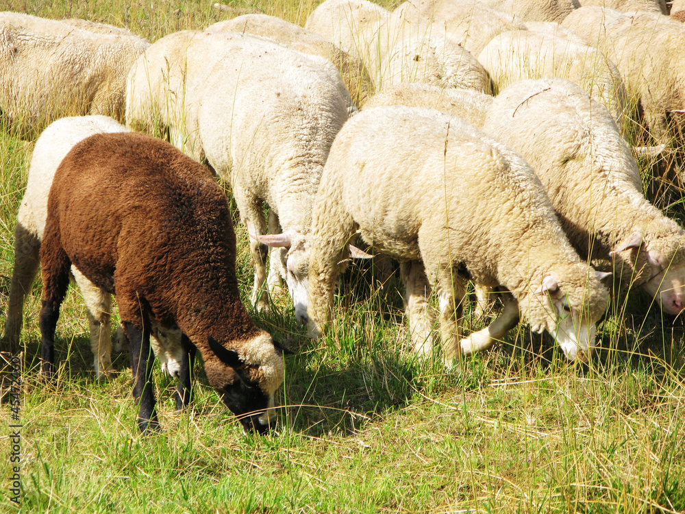 Obraz premium Black sheep