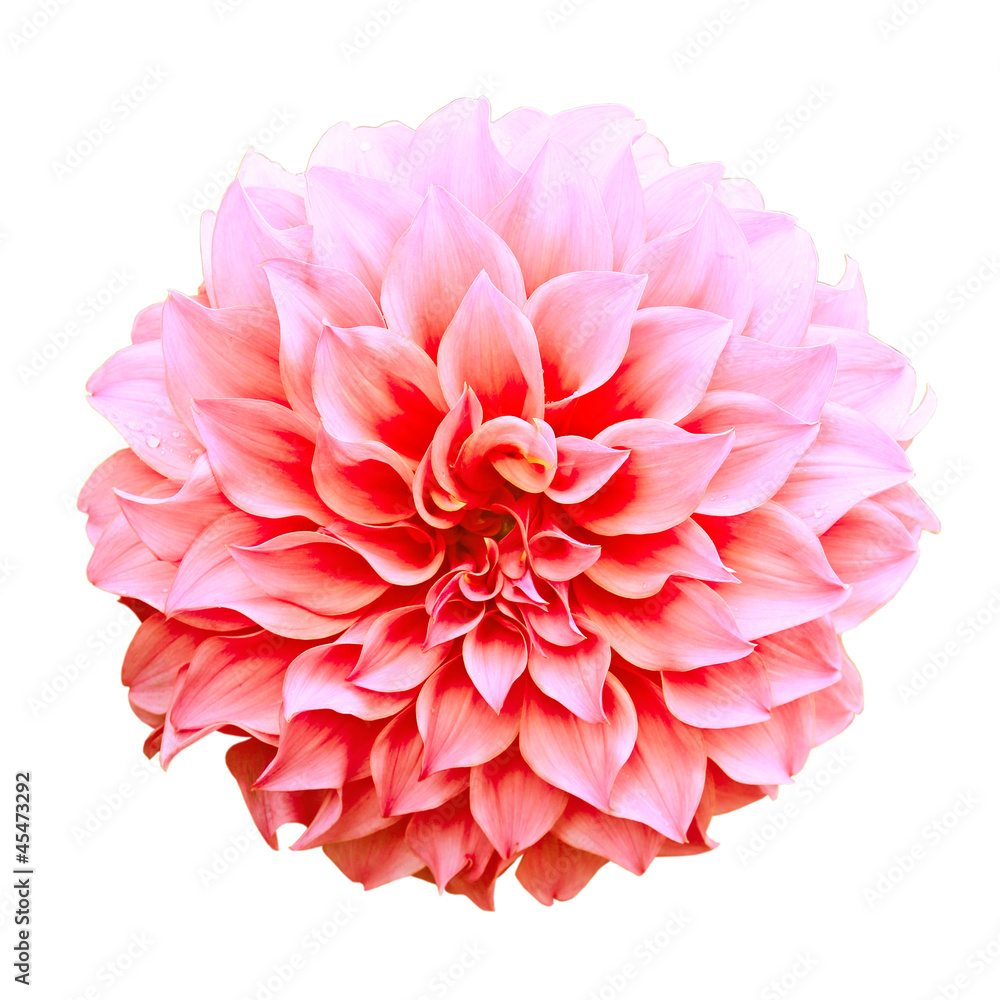 Dahlia flower isolated on white background. Dahlia flower isolated on white background.