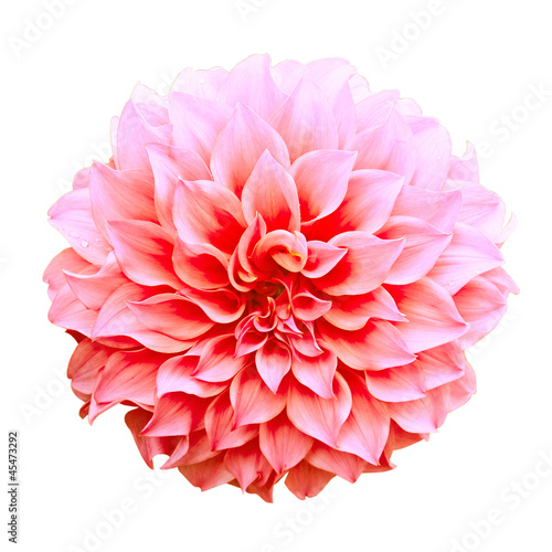 Dahlia flower isolated on w...