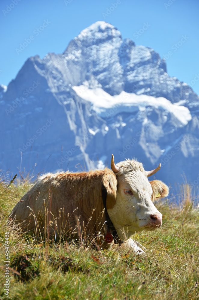 Cow in an Alpine meadow. Jungfrau region, Switzerland
