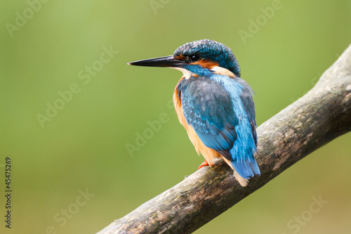 kingfisher on a stick © Pim Leijen