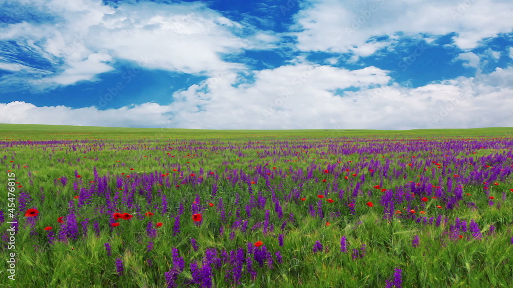 field of flowers and the cloudy sky field of flowers and the cloudy sky