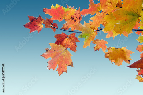 red yellow fall maple leafs over the blue sky