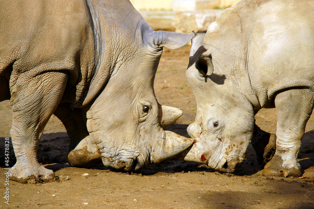 Obraz premium Kampf der Giganten