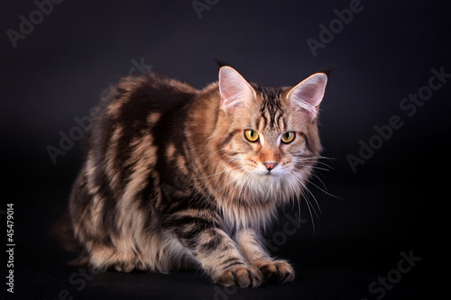 Brown Tabby Maine Coon in studio on black background