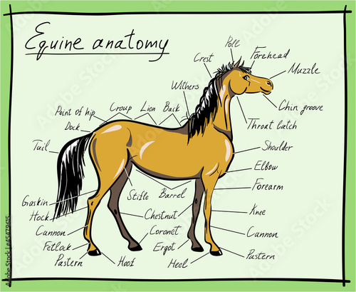 equine anatomy