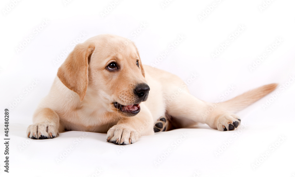 puppy of the Labrador on a white background puppy of the Labrador on a white background
