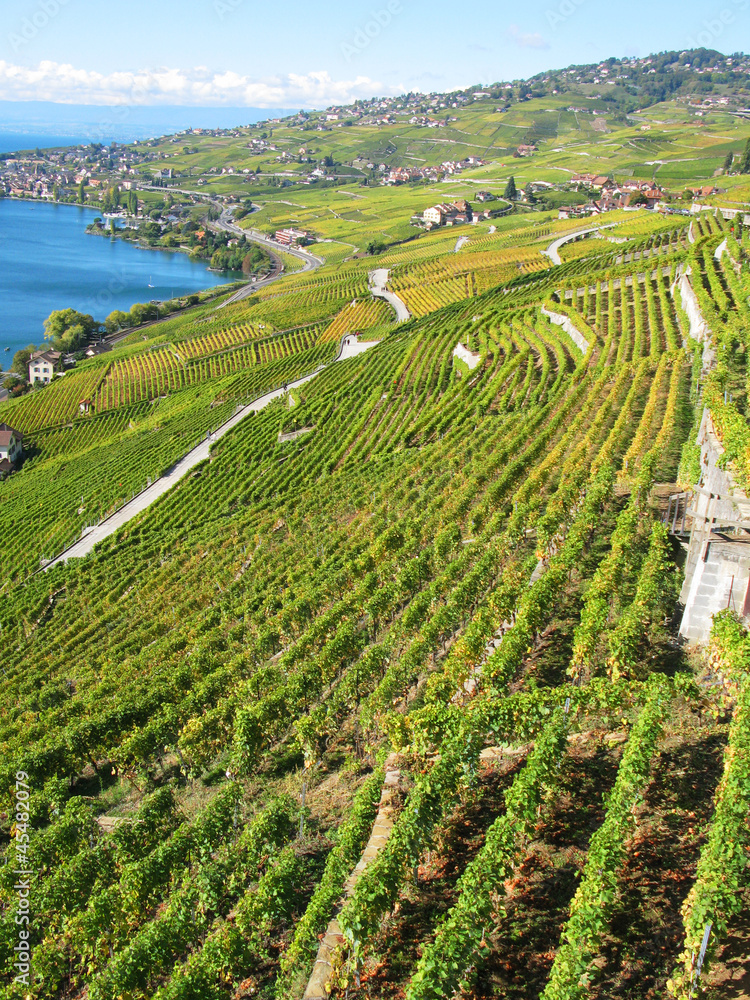 Famous vineyards in Lavaux region against Geneva lake. Switzerla