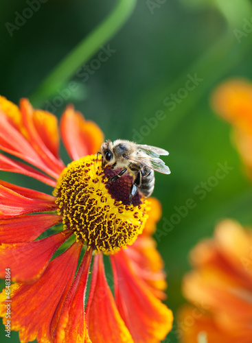 Honey bee (Apis mellifera) on helenium flower