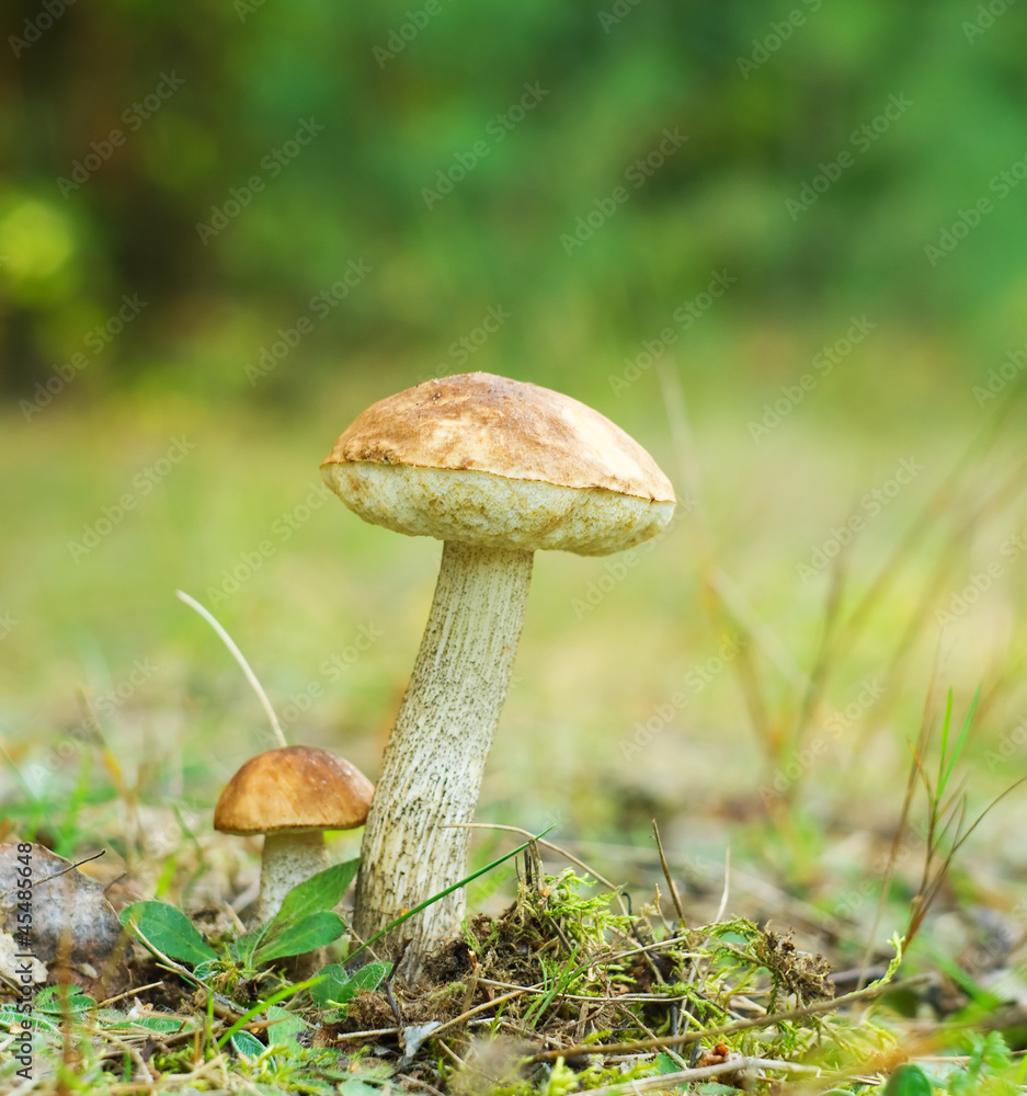 mushroom in forest mushroom in forest