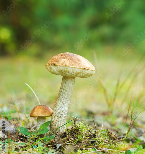 mushroom in forest