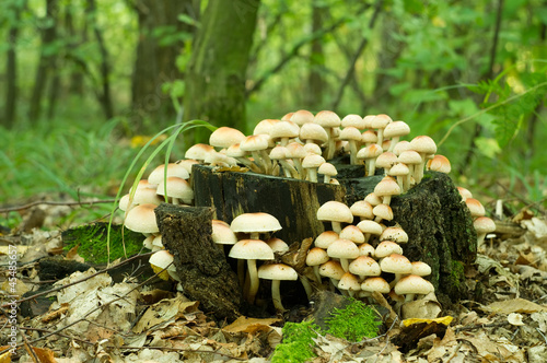 Sulphur Tuft fungus (Hypholoma fasiculare) photo