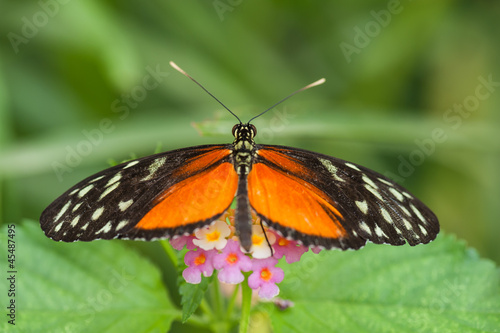 Schmetterling © fotografci