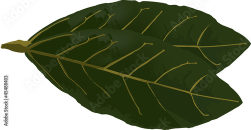 foglia di alloro-bay leaf