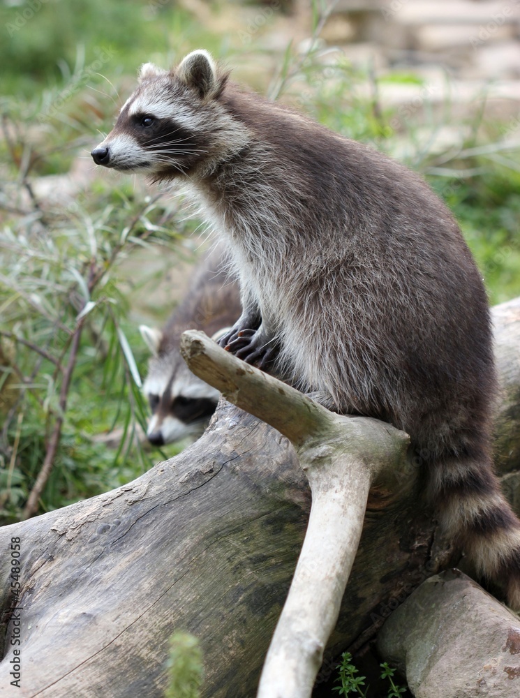 Fototapeta premium Zwei junge Waschbären