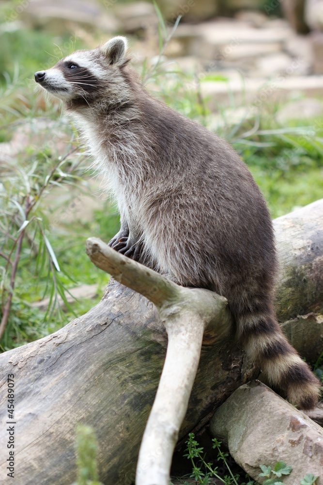 Junger Waschbär am Wasser
