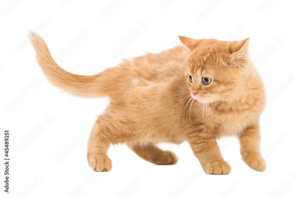 red British kitten walking on isolated white red British kitten walking on isolated white