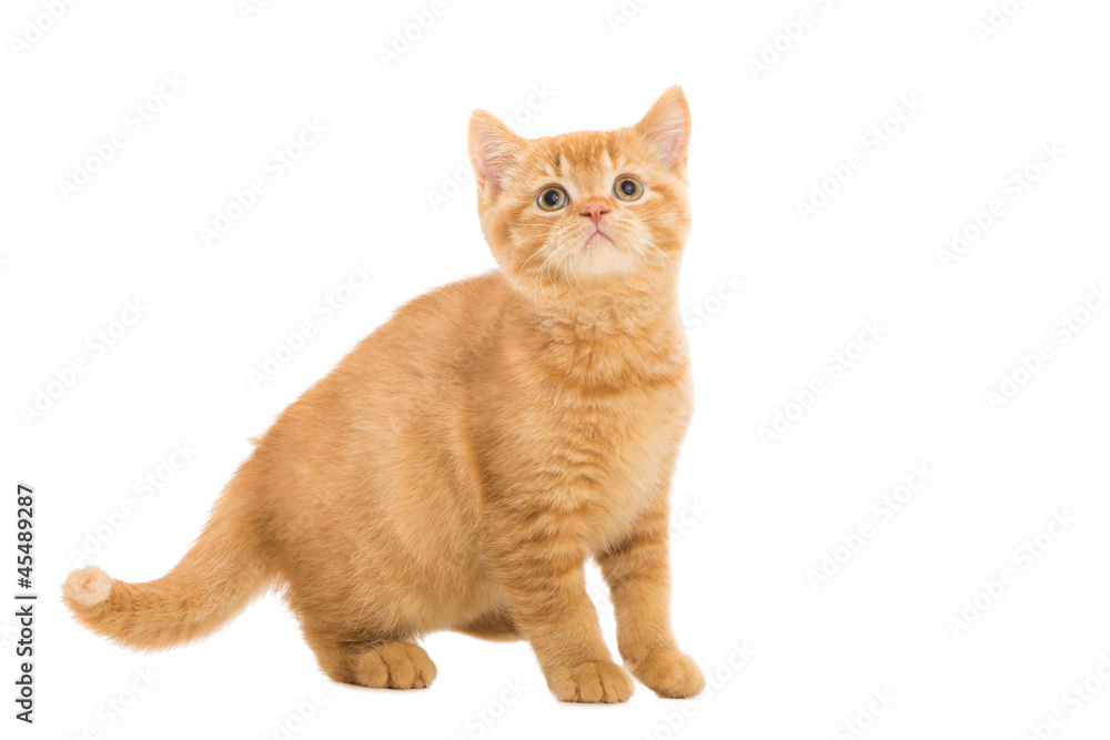 red British kitten sitting on isolated white red British kitten sitting on isolated white